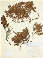 藏品(熊果)的圖片